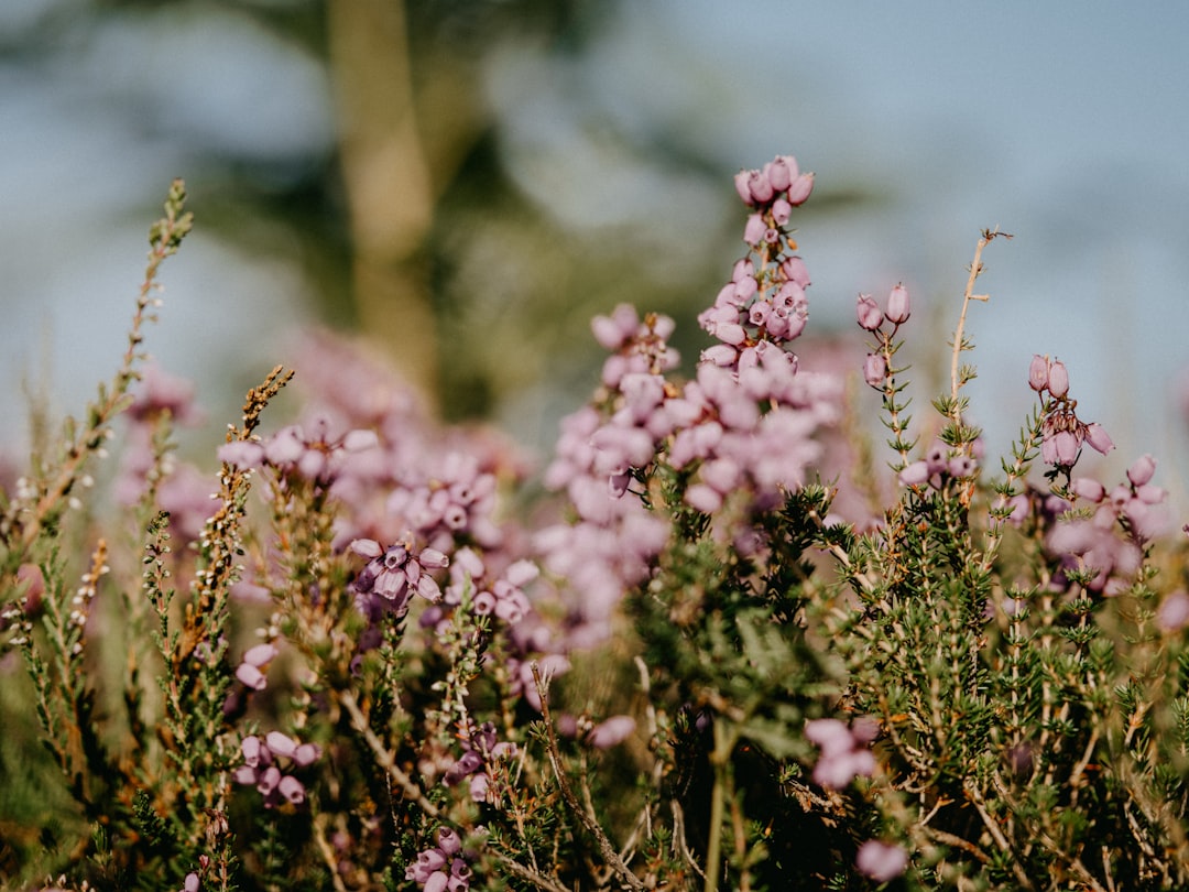 heather bloom ist eine vielseitige persönlichkeit, bekannt für ihre kreative energie und inspirierende ausstrahlung.