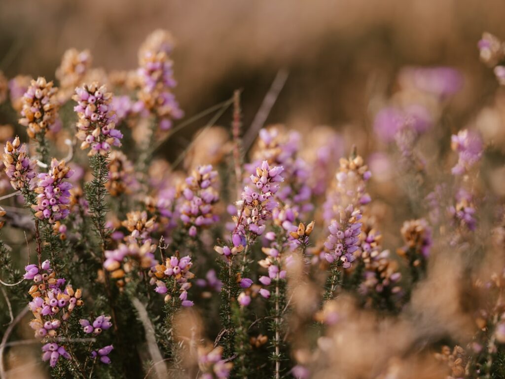 entdecken sie heather bloom – ihr experte für kreative ideen und inspirierende projekte. lassen sie sich von einzigartigen inhalten begeistern!