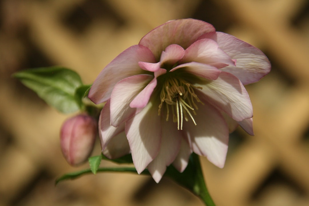 entdecken sie die bezaubernde nieswurz (hellebore) – eine winterblühende pflanze mit zarten blüten, die ihrem garten im winter farbe verleiht.