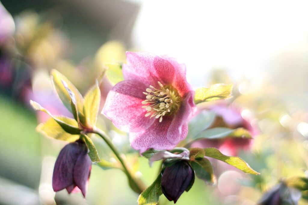 entdecken sie die faszinierende welt der christrose (hellebore) – eine winterblühende pflanze, die mit ihren zarten blüten gärten und innenräume verschönert. erfahren sie mehr über pflege, sorten und ihre besonderen eigenschaften.