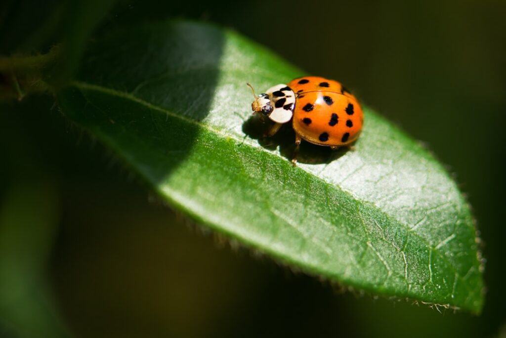entdecken sie die faszinierende welt der marienkäfer – kleine, farbenfrohe insekten, die glück und natürlichen schutz für ihren garten bringen.