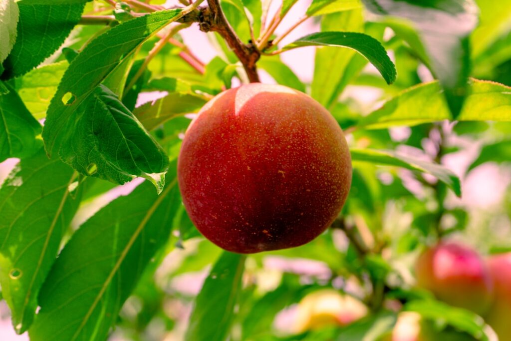 entdecken sie die gesundheitlichen vorteile von nektarinen, reich an vitaminen, antioxidantien und ballaststoffen, die zur förderung ihrer allgemeinen gesundheit beitragen.
