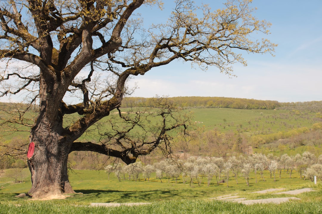 entdecken sie den ältesten baum der welt, seine geschichte, bedeutung und faszinierenden fakten darüber, wie er jahrhunderte überdauert hat.