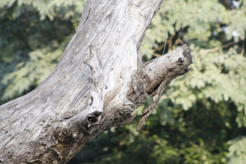 entdecken sie den ältesten baum der welt und erfahren sie mehr über seine geschichte, sein alter und seine bedeutung für die natur.