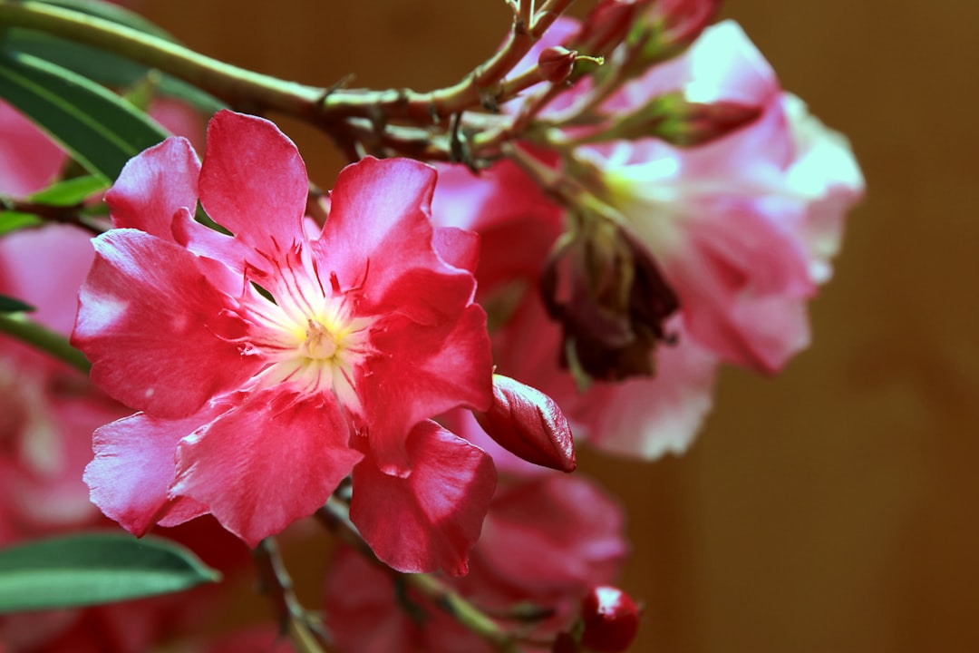 pflege und vermehrung von oleander: tipps für standort, bewässerung, schnitt und vermehrungsmethoden, um gesunde und blühende pflanzen zu erhalten.