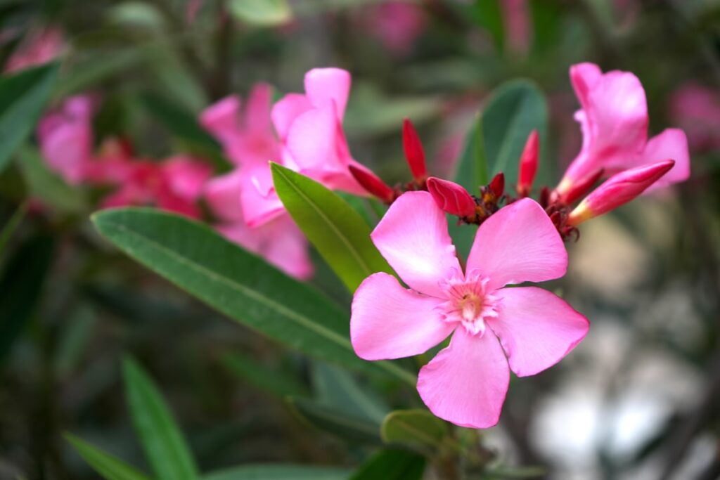 pflege und vermehrung von oleander: tipps zur richtigen bewässerung, standortwahl und vermehrungsmethoden für gesunde und blühende oleanderpflanzen.