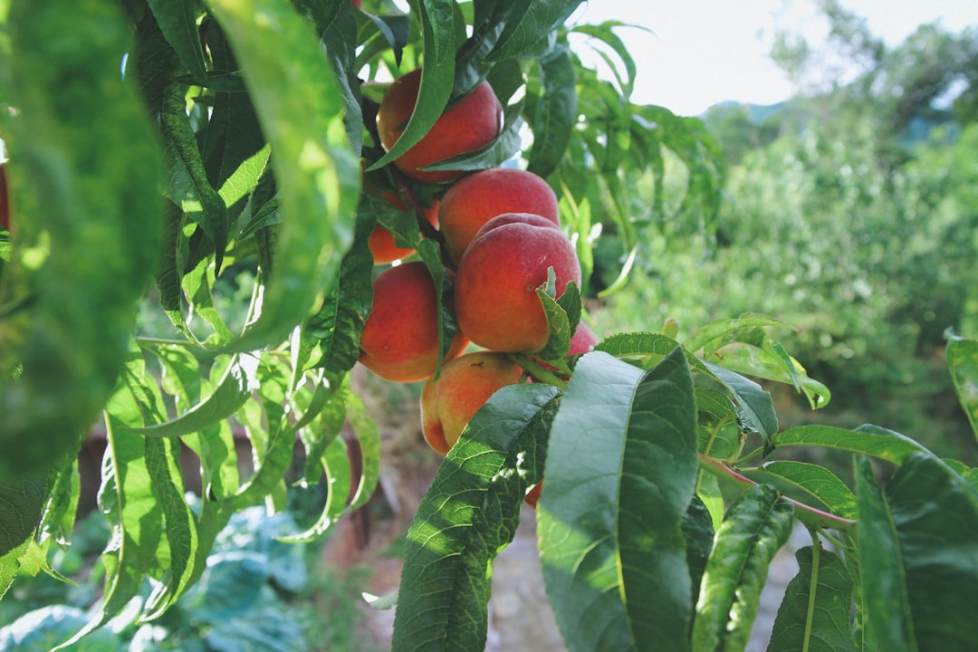 frische, saftige pfirsiche – natürlich süßer genuss direkt aus der natur.