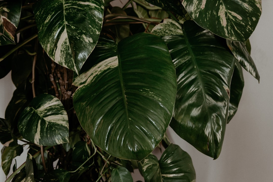erfahren sie alles über die pflege von philodendron: tipps zu licht, wasser, dünger und der richtigen umgebung, damit ihre pflanze gesund und schön wächst.