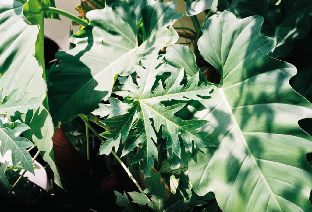 erfahren sie, wie sie ihren philodendron richtig pflegen, mit tipps zu bewässerung, lichtverhältnissen und düngung für gesundes wachstum.