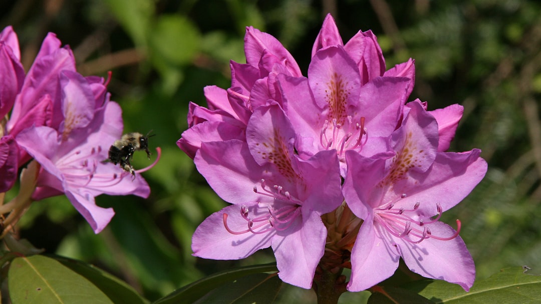 früherkennung und bekämpfung von rhododendron-viren: effektive methoden zur diagnose und kontrolle von virusinfektionen bei rhododendren für gesunde pflanzen.