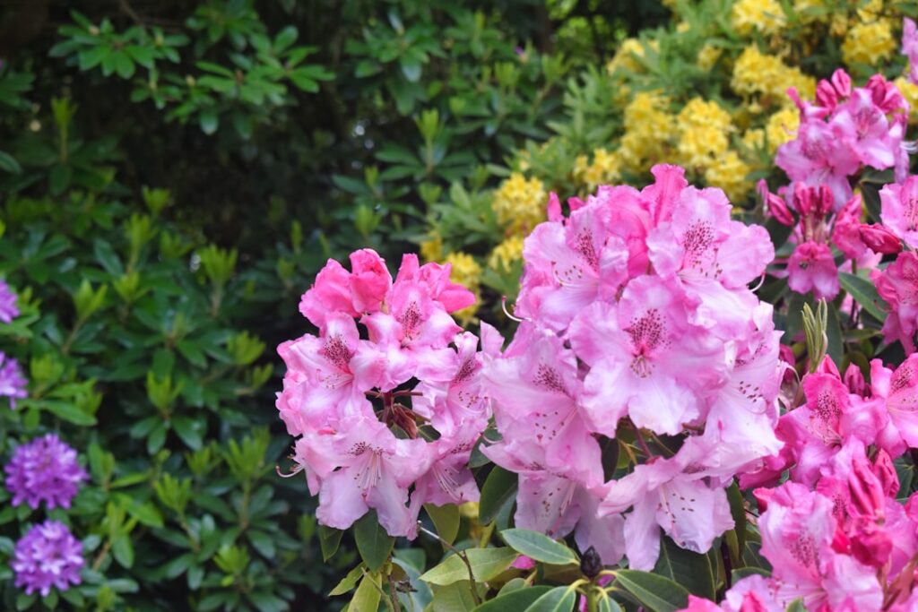 erkennung und kontrolle von rhododendron-viren: effektive methoden zur vorbeugung und bekämpfung von viruserkrankungen bei rhododendren.