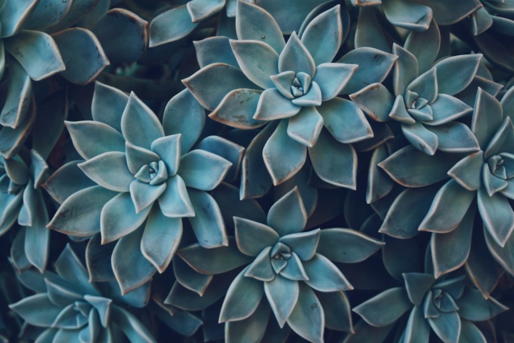 entdecken sie unsere vielfältige auswahl an saftigen sukkulenten – pflegeleicht und perfekt für ihr zuhause oder garten.