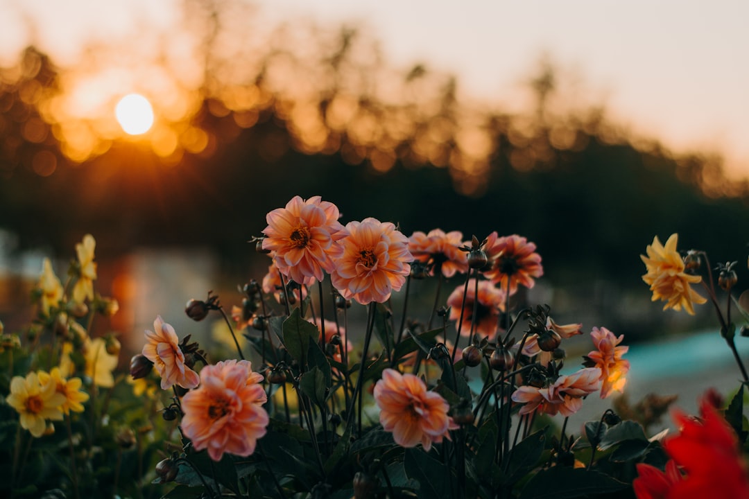 entdecken sie die schönheit der sommerblumen mit lebendigen farben und duftenden blüten, die jeden garten zum strahlen bringen.