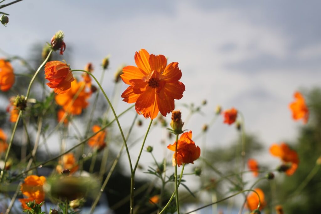 entdecken sie die schönheit der sommerblumen mit lebendigen farben und vielfältigen arten, die jeden garten in eine blühende oase verwandeln.