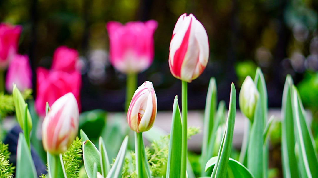 erfahren sie alles über das pflanzen und die pflege von tulpen, um bunte und gesunde blumen in ihrem garten zu genießen.