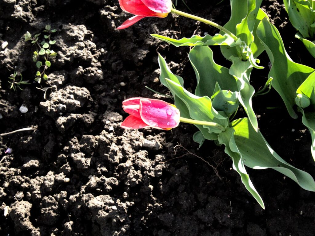 anleitung zur pflanzung und pflege von tulpen für einen blühenden garten.
