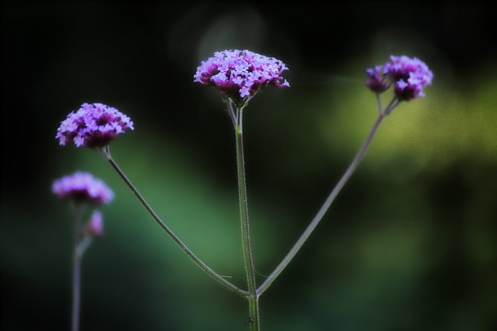 verbena ist eine vielseitige und attraktive pflanze, die für ihre schönen blüten und ihren angenehmen duft bekannt ist. ideal für gärten und balkone.