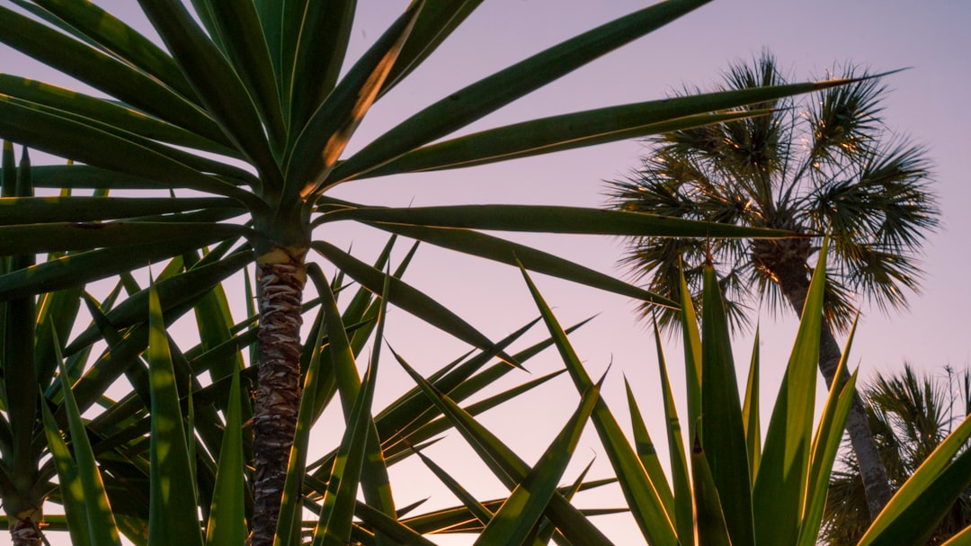 pflegehinweise für yucca-palmen: tipps zur bewässerung, standortwahl und düngung für ein gesundes wachstum ihrer yucca-palme.