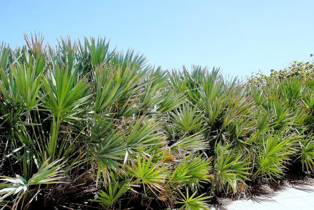 pflege von yucca-palmen: tipps und tricks für gesundes wachstum, richtige bewässerung und optimale lichtverhältnisse.